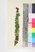  ( - TROM_V_174797_sg)  @11 [ ] CreativeCommons - Attribution Non-Commercial Share-Alike (2016) Unspecified Tromso University Museum