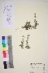  ( - TROM_V_174893_sg)  @11 [ ] CreativeCommons - Attribution Non-Commercial Share-Alike (2015) Unspecified Tromsø University Museum