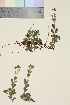  ( - TROM_V_174893_sg)  @11 [ ] CreativeCommons - Attribution Non-Commercial Share-Alike (2015) Unspecified Tromsø University Museum
