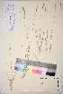  ( - TROM_V_174952_sg)  @11 [ ] CreativeCommons - Attribution Non-Commercial Share-Alike (2017) Unspecified Tromsø University Museum