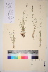  ( - TROM_V_174952_sg)  @11 [ ] CreativeCommons - Attribution Non-Commercial Share-Alike (2017) Unspecified Tromsø University Museum