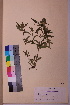  ( - TROM_V_18815_sg)  @11 [ ] CreativeCommons - Attribution Non-Commercial Share-Alike (2018) Unspecified Tromsø University Museum