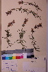  ( - TROM_V_18816_sg)  @11 [ ] CreativeCommons - Attribution Non-Commercial Share-Alike (2018) Unspecified Tromsø University Museum