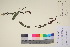  (Lagotis - TROM_V_200457_sg)  @11 [ ] CreativeCommons - Attribution Non-Commercial Share-Alike (2017) Unspecified Tromsø University Museum