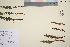  ( - TROM_V_200548_sg)  @11 [ ] CreativeCommons - Attribution Non-Commercial Share-Alike (2016) Unspecified Tromso University Museum