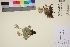  (Geum glaciale - TROM_V_200734_sg)  @11 [ ] CreativeCommons - Attribution Non-Commercial Share-Alike (2017) Unspecified Tromsø University Museum