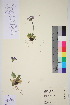  ( - TROM_V_200991_sg)  @11 [ ] CreativeCommons - Attribution Non-Commercial Share-Alike (2016) Unspecified Tromso University Museum