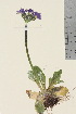  ( - TROM_V_200991_sg)  @11 [ ] CreativeCommons - Attribution Non-Commercial Share-Alike (2016) Unspecified Tromso University Museum