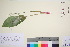  (Convallaria majalis - TROM_V_201005_sg)  @11 [ ] CreativeCommons - Attribution Non-Commercial Share-Alike (2016) Unspecified Tromso University Museum