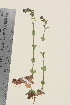  (Veronica serpyllifolia - TROM_V_201041_sg)  @11 [ ] CreativeCommons - Attribution Non-Commercial Share-Alike (2015) Unspecified Tromsø University Museum