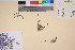  ( - TROM_V_201522_sg)  @11 [ ] CreativeCommons - Attribution Non-Commercial Share-Alike (2017) Unspecified Tromsø University Museum