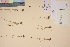  (Juncus castaneus - TROM_V_201703_sg)  @11 [ ] CreativeCommons - Attribution Non-Commercial Share-Alike (2017) Unspecified Tromsø University Museum