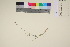  (Elymus alaskanus - TROM_V_201917_sg)  @11 [ ] CreativeCommons - Attribution Non-Commercial Share-Alike (2017) Unspecified Tromsø University Museum