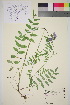 ( - TROM_V_202109_sg)  @11 [ ] CreativeCommons - Attribution Non-Commercial Share-Alike (2016) Unspecified Tromso University Museum