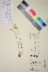  ( - TROM_V_202323_sg)  @11 [ ] CreativeCommons - Attribution Non-Commercial Share-Alike (2018) Unspecified Tromsø University Museum
