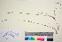  (Elymus caninus x alaskanus - TROM_V_202743_sg)  @11 [ ] CreativeCommons - Attribution Non-Commercial Share-Alike (2016) Unspecified Tromso University Museum