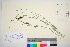  ( - TROM_V_202746_sg)  @11 [ ] CreativeCommons - Attribution Non-Commercial Share-Alike (2016) Unspecified Tromso University Museum