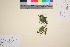  ( - TROM_V_2846_sg)  @11 [ ] CreativeCommons - Attribution Non-Commercial Share-Alike (2016) Unspecified Tromsø University Museum