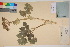  (Angelica - TROM_V_300330_sg)  @11 [ ] CreativeCommons - Attribution Non-Commercial Share-Alike (2017) Unspecified Tromsø University Museum