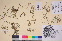  ( - TROM_V_300667_sg)  @11 [ ] CreativeCommons - Attribution Non-Commercial Share-Alike (2017) Unspecified Tromsø University Museum