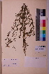  ( - TROM_V_30989_sg)  @11 [ ] CreativeCommons - Attribution Non-Commercial Share-Alike (2018) Unspecified Tromsø University Museum