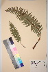  ( - TROM_V_38317_sg)  @11 [ ] CreativeCommons - Attribution Non-Commercial Share-Alike (2017) Unspecified Tromsø University Museum