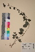  ( - TROM_V_42476_sg)  @11 [ ] CreativeCommons - Attribution Non-Commercial Share-Alike (2018) Unspecified Tromsø University Museum