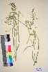  ( - TROM_V_4387_sg)  @11 [ ] CreativeCommons - Attribution Non-Commercial Share-Alike (2016) Unspecified Tromsø University Museum