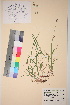 ( - TROM_V_45029_sg)  @11 [ ] CreativeCommons - Attribution Non-Commercial Share-Alike (2017) Unspecified Tromsø University Museum