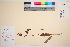  ( - TROM_V_45040_sg)  @11 [ ] CreativeCommons - Attribution Non-Commercial Share-Alike (2016) Unspecified Tromso University Museum