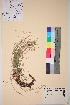 (Carex rhizina - TROM_V_45430_sg)  @11 [ ] CreativeCommons - Attribution Non-Commercial Share-Alike (2017) Unspecified Tromsø University Museum