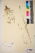  ( - TROM_V_46577_sg)  @11 [ ] CreativeCommons - Attribution Non-Commercial Share-Alike (2017) Unspecified Tromsø University Museum