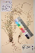 ( - TROM_V_46632_sg)  @11 [ ] CreativeCommons - Attribution Non-Commercial Share-Alike (2017) Unspecified Tromsø University Museum