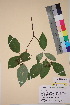  (Cornus alba - TROM_V_47350_sg)  @11 [ ] CreativeCommons - Attribution Non-Commercial Share-Alike (2018) Unspecified Tromsø University Museum