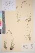  ( - TROM_V_47532_sg)  @11 [ ] CreativeCommons - Attribution Non-Commercial Share-Alike (2016) Unspecified Tromso University Museum