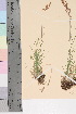  ( - TROM_V_47532_sg)  @11 [ ] CreativeCommons - Attribution Non-Commercial Share-Alike (2016) Unspecified Tromso University Museum