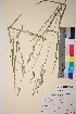  ( - TROM_V_49048_sg)  @11 [ ] CreativeCommons - Attribution Non-Commercial Share-Alike (2017) Unspecified Tromsø University Museum