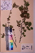  ( - TROM_V_49744_sg)  @11 [ ] CreativeCommons - Attribution Non-Commercial Share-Alike (2018) Unspecified Tromsø University Museum