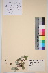  ( - TROM_V_51153_sg)  @11 [ ] CreativeCommons - Attribution Non-Commercial Share-Alike (2016) Unspecified Tromso University Museum