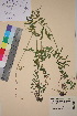  ( - TROM_V_54023_sg)  @11 [ ] CreativeCommons - Attribution Non-Commercial Share-Alike (2018) Unspecified Tromsø University Museum