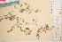  ( - TROM_V_54099_sg)  @11 [ ] CreativeCommons - Attribution Non-Commercial Share-Alike (2016) Unspecified Tromso University Museum
