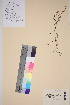  ( - TROM_V_54690_sg)  @11 [ ] CreativeCommons - Attribution Non-Commercial Share-Alike (2016) Unspecified Tromso University Museum