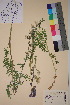  ( - TROM_V_54704_sg)  @11 [ ] CreativeCommons - Attribution Non-Commercial Share-Alike (2018) Unspecified Tromsø University Museum