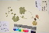  ( - TROM_V_54758_sg)  @11 [ ] CreativeCommons - Attribution Non-Commercial Share-Alike (2017) Unspecified Tromsø University Museum
