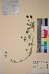  (Trifolium spadiceum - TROM_V_54863_sg)  @11 [ ] CreativeCommons - Attribution Non-Commercial Share-Alike (2018) Unspecified Tromsø University Museum