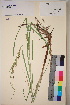 ( - TROM_V_56285_sg)  @11 [ ] CreativeCommons - Attribution Non-Commercial Share-Alike (2017) Unspecified Tromsø University Museum