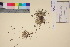  (Festuca edlundiae - TROM_V_57323_sg)  @11 [ ] CreativeCommons - Attribution Non-Commercial Share-Alike (2017) Unspecified Tromsø University Museum