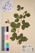  ( - TROM_V_59406_sg)  @11 [ ] CreativeCommons - Attribution Non-Commercial Share-Alike (2016) Unspecified Tromso University Museum