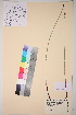  (waltersii - TROM_V_59639_sg)  @11 [ ] CreativeCommons - Attribution Non-Commercial Share-Alike (2017) Unspecified Tromsø University Museum