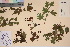  ( - TROM_V_59643_sg)  @11 [ ] CreativeCommons - Attribution Non-Commercial Share-Alike (2017) Unspecified Tromsø University Museum